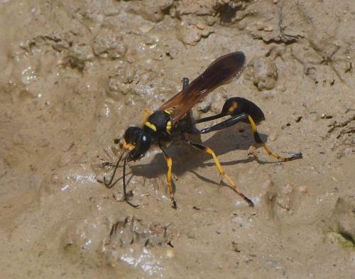 Réf. 234 720 : Sceliphron caementarium
